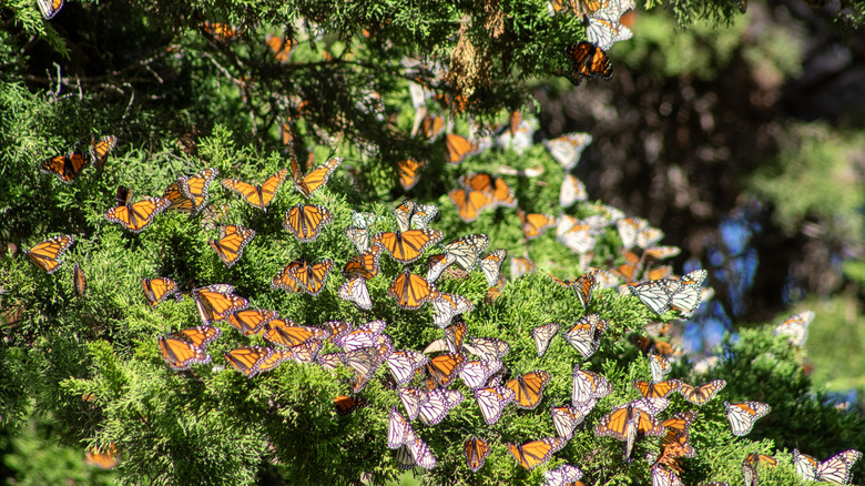 Butterflies swarming on a green tree