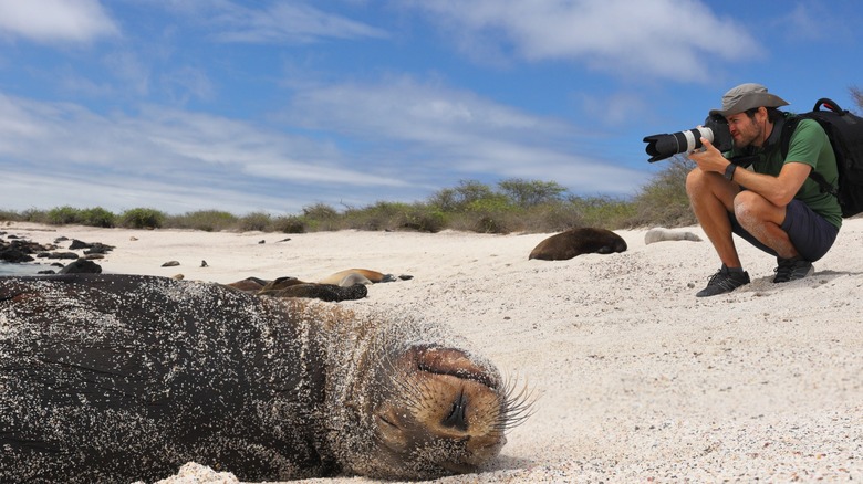 Photographer taking pictures of sea lions resting on a sandy beach