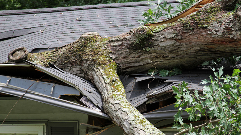 Home's roof badly damaged by a fallen tree