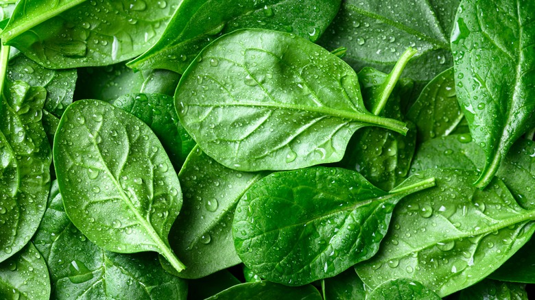 Background from fresh green spinach leaves with water drops.