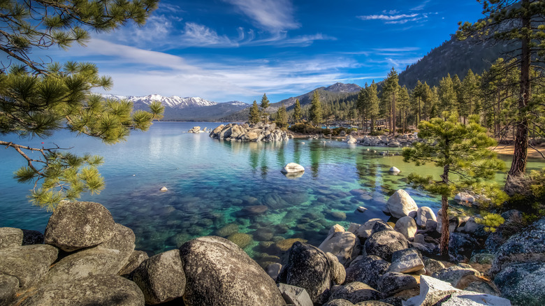A wooded shoreline along Lake Tahoe with snow-capped mountains in the background