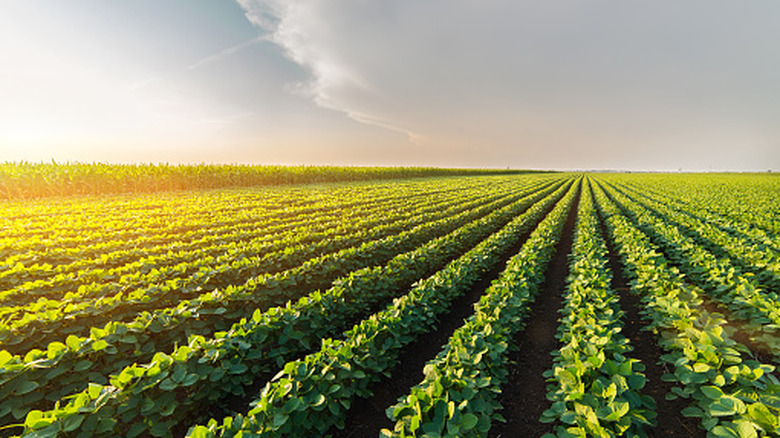 The sun setting over a soy plantation