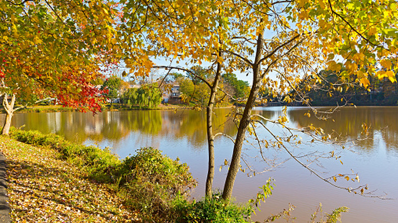 fall foliage surrounding a body of water in Falls Church