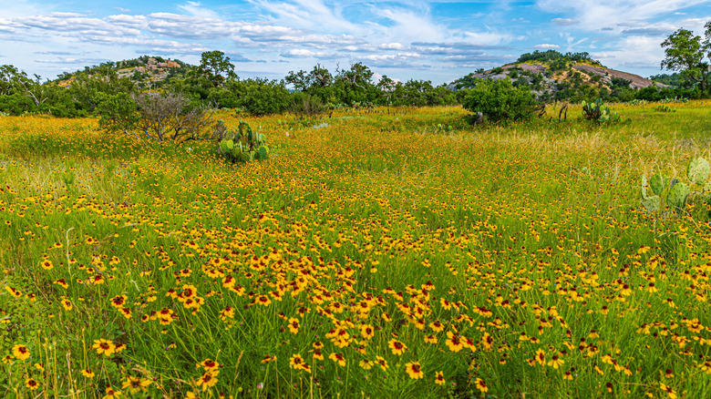 Spring wildflowers near Fredericksburg, Texas