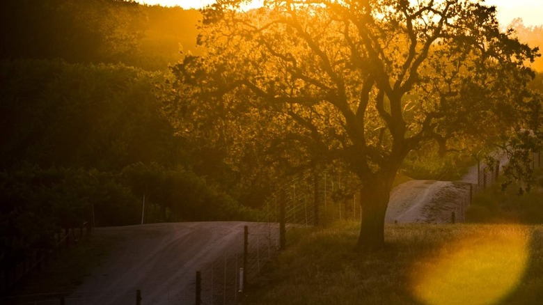 hilly road cutting through vineyard at dusk