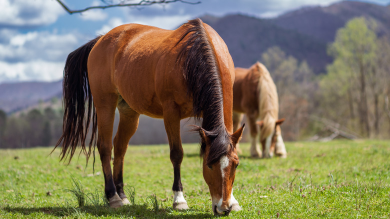 horses grazing in Cades Cove