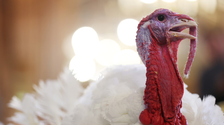A turkey that's slated to be pardoned by the U.S. president, in Washnigton, D.C.