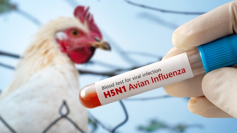 Blood test tube with blood smaple for H5N1 Avian Influenza with a chicken in the background