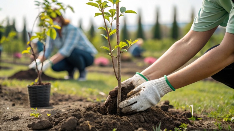 closeup of a person planting a tree