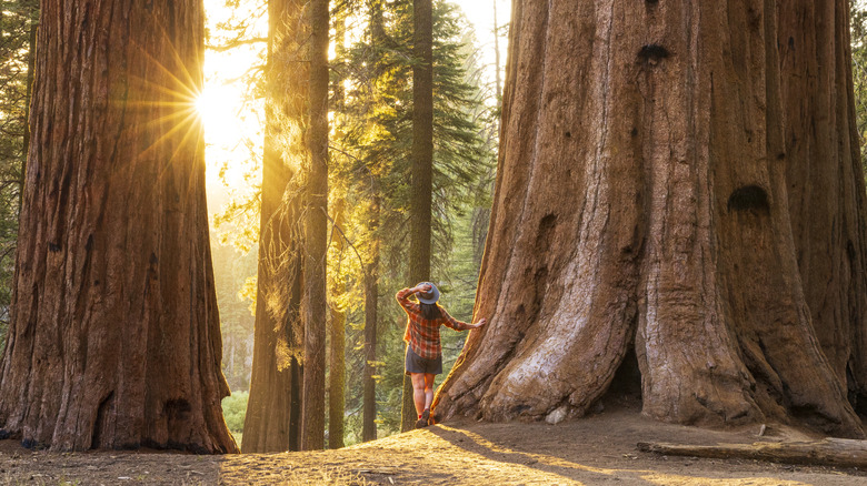 woman standing next to a giant sequoia tree enjoying life