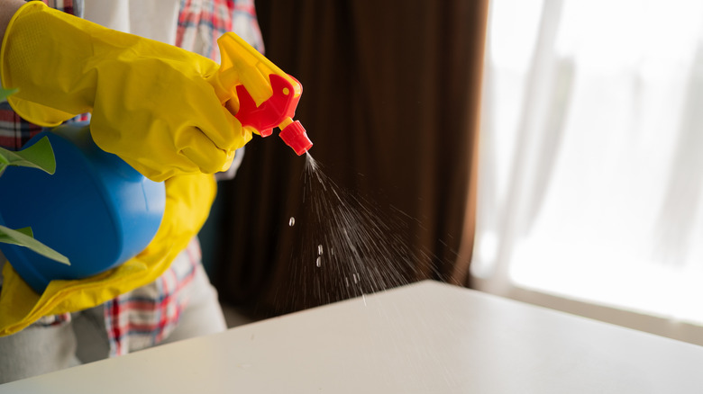 Spraying disinfectant on a counter.