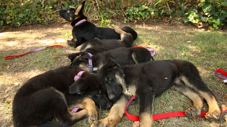 Cloned German shepherd puppies.
