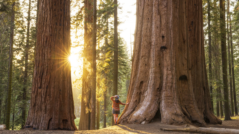 woman standing next to a giant sequoia tree enjoying life
