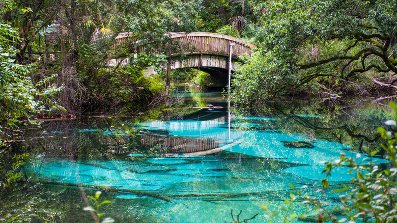 Natural spring in Silver Spring State Park near Ocala.