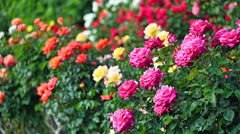Roses blooming in a garden next to a pathway