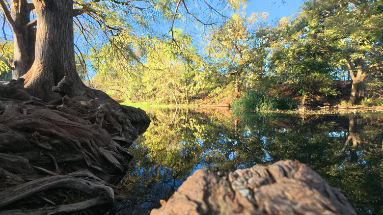 San Marcos river surrounded by trees