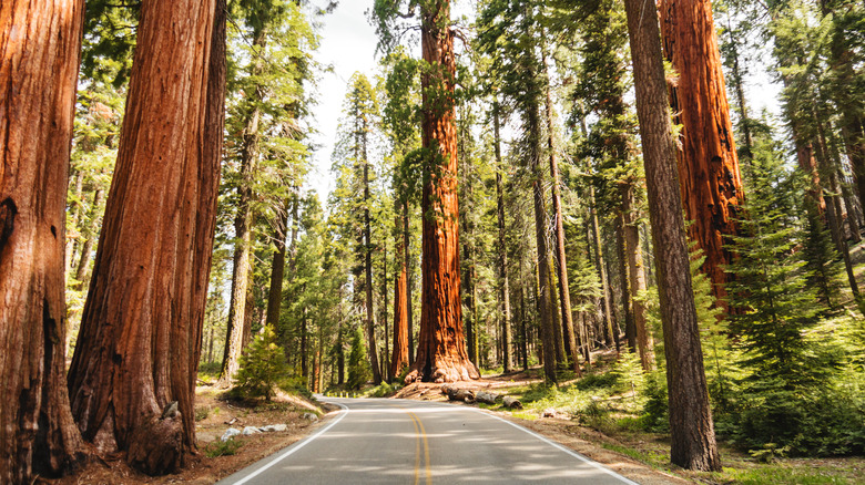 Sequoia tress in Redwood National and State Park
