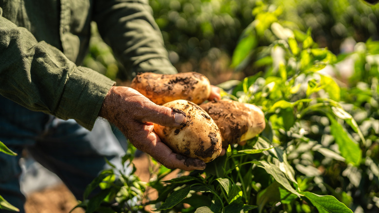 A farmworker's holding some freshly picked potatoes