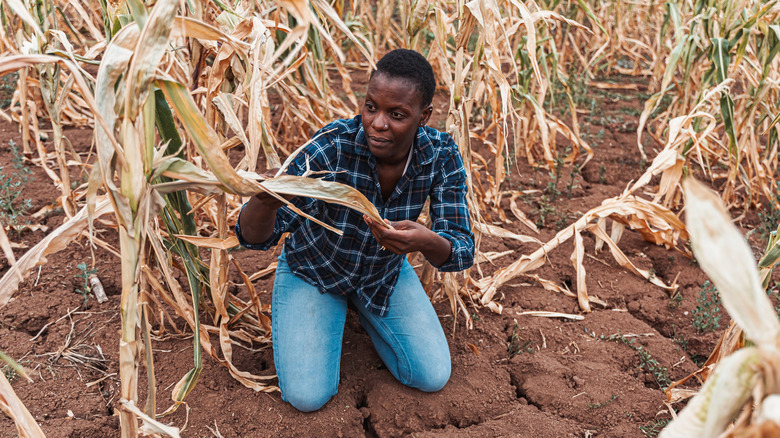 A farmer examining her drought-ridden crops