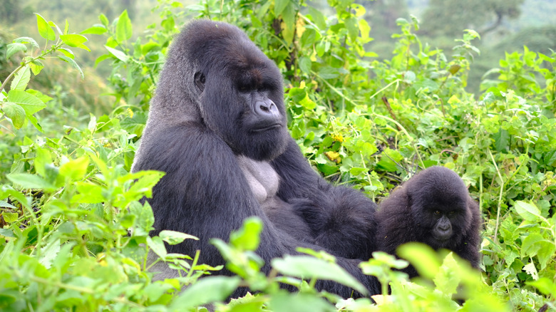 Alpha male gorilla and his young son deep in the jungle of Volcanoes National Park in Rwanda.