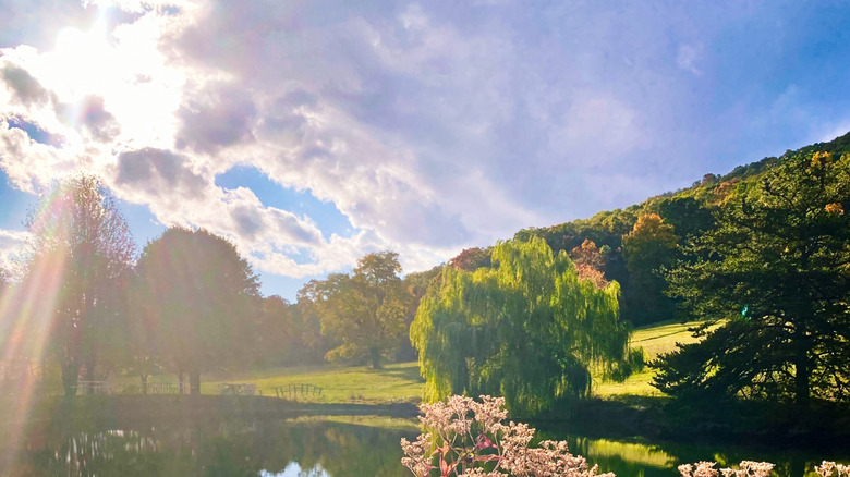 Mount Nittany covered with trees and the surrounding meadow