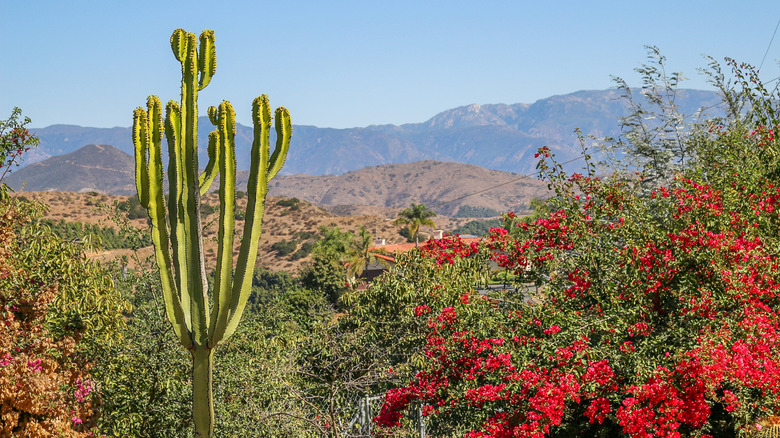 Cactus and bougainvillea foliage