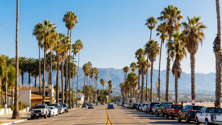 road strip with palm trees