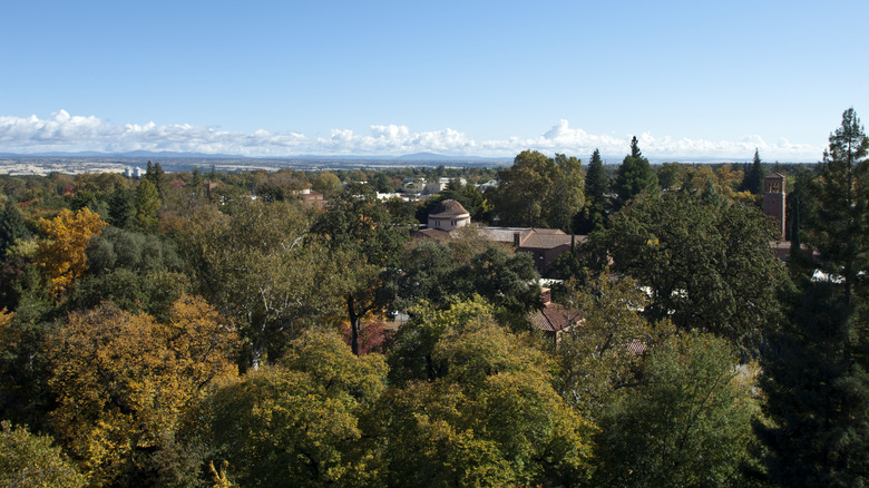 trees and buildings in Chico, California
