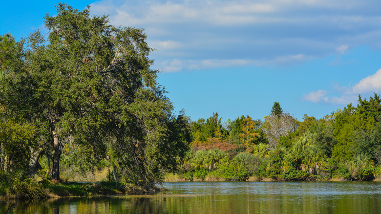 Lake view on a sunny day
