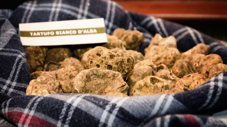 White Alba Truffles in a basket