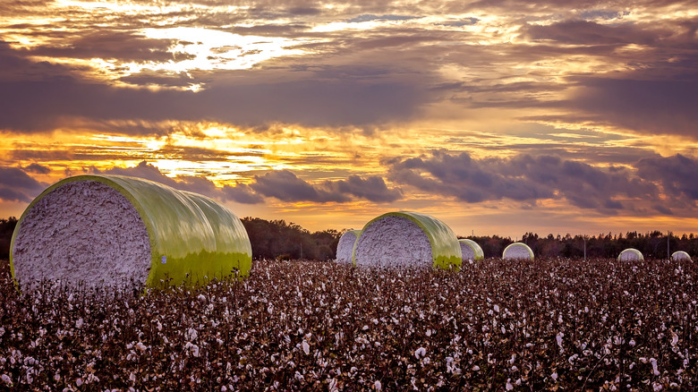 Alabama cotton field