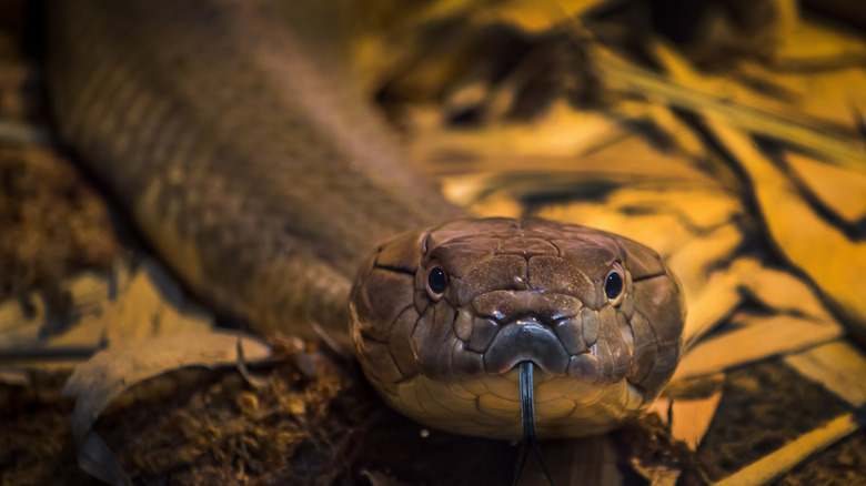 Head and upper body of a King Cobra snake