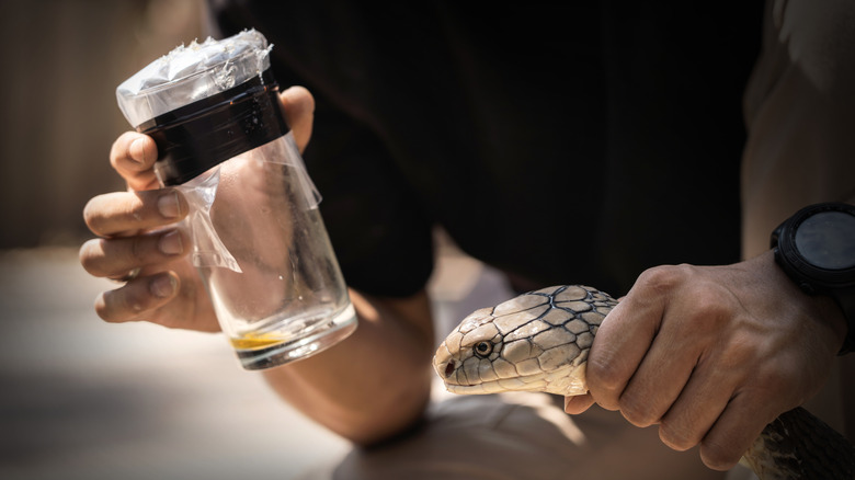 King Cobra venom collected by a snake milker