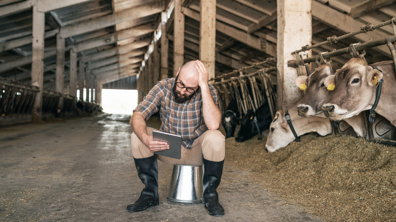 Dairy farmer sits on pale amongst his cows while looking over a tablet, appears stressed