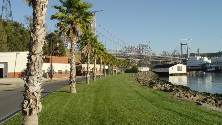 Palm trees growing along a road in Vallejo, California