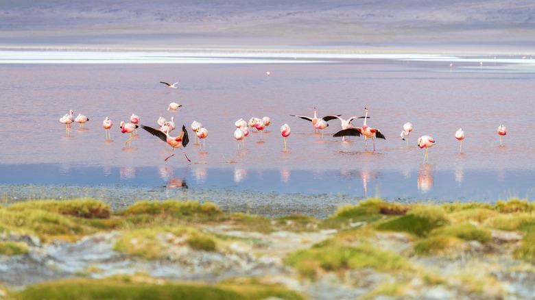 Serene flock of flying flamingo at Laguna Colorada in Bolivia