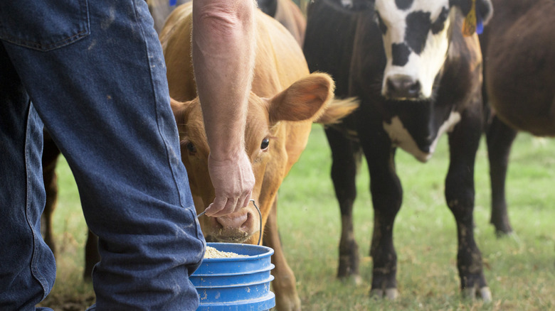 Rancher feeding cattle.