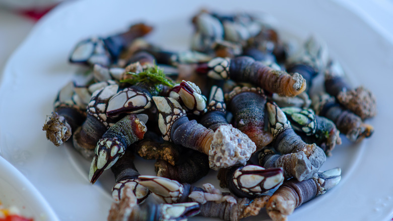 A plate of gooseneck barnacles