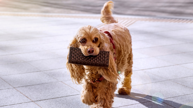 A dog walks along a city street holding a purse with money in his mouth.