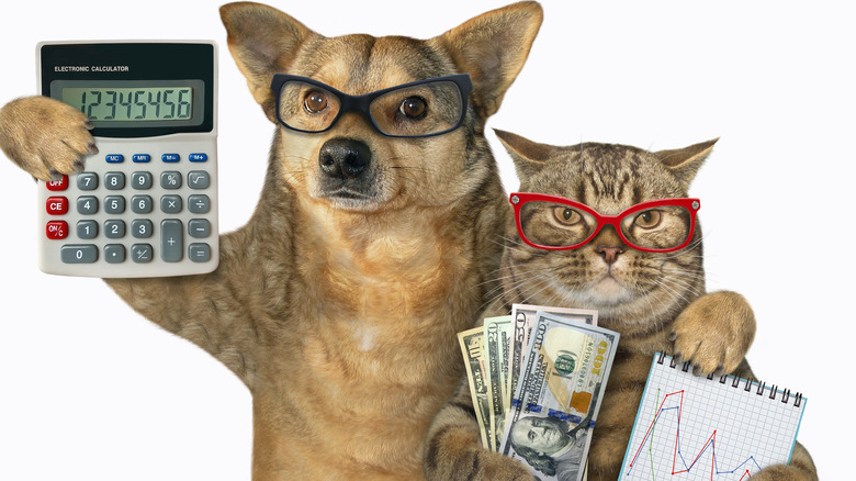 dog and cat with money and calculations