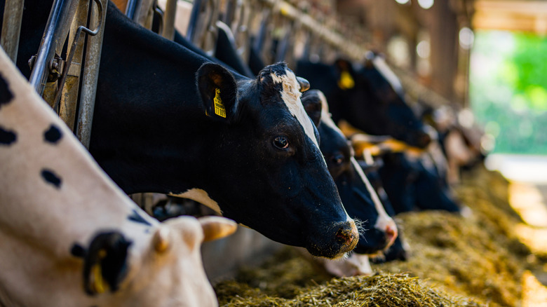 Cows eating in a pen