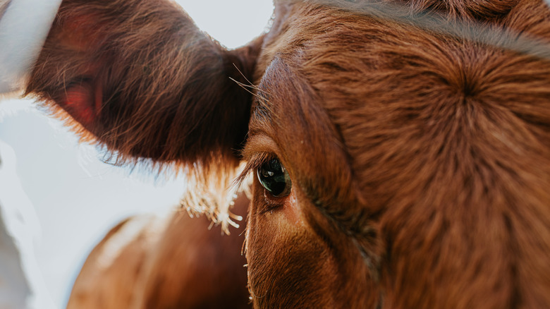 Close up of a brown cow's eye