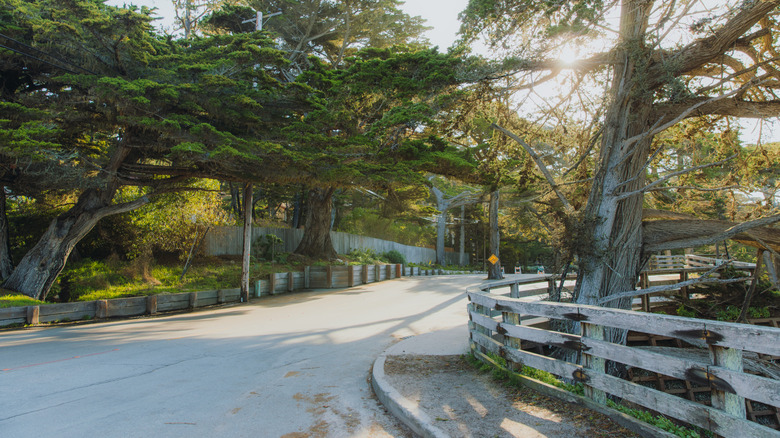 Beautiful landscape of rural road with cypress trees during spring dawn on 17-Mile Drive,