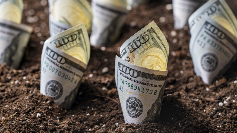 $100 bills planted in soil