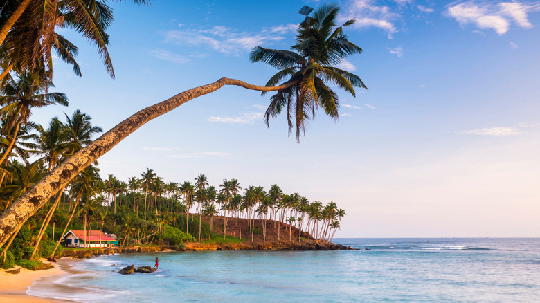 Palm tree and sea on Mirissa Beach on the coast of Sri Lanka