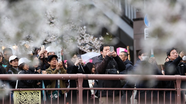 Crowd of people standing on a bridge, photographing cherry blossoms with their phones, framed by blurred sakura branches in the foreground