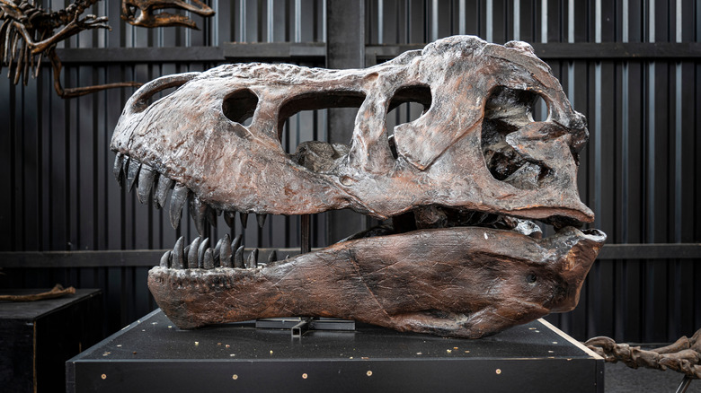A Tyrannosaurus skull sitting on a platform in a museum.