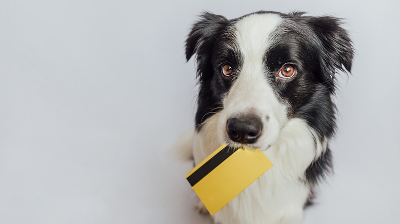 Black-and-white dog holding a yellow credit card in its mouth against a plain light background