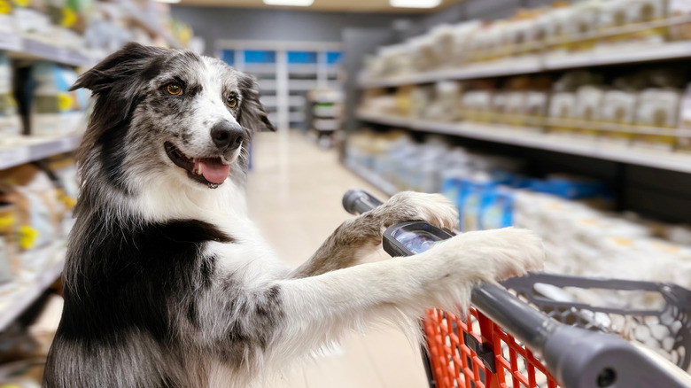 A dog seems to push a shopping trolley in an unmarked pet store