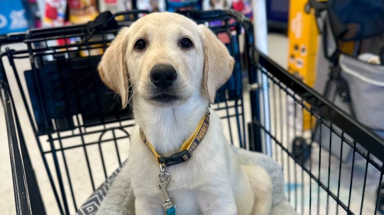 a young labrador dog sits in a cart inside a Petco